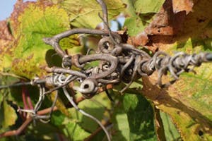 Winemaking Grape Tendrils
